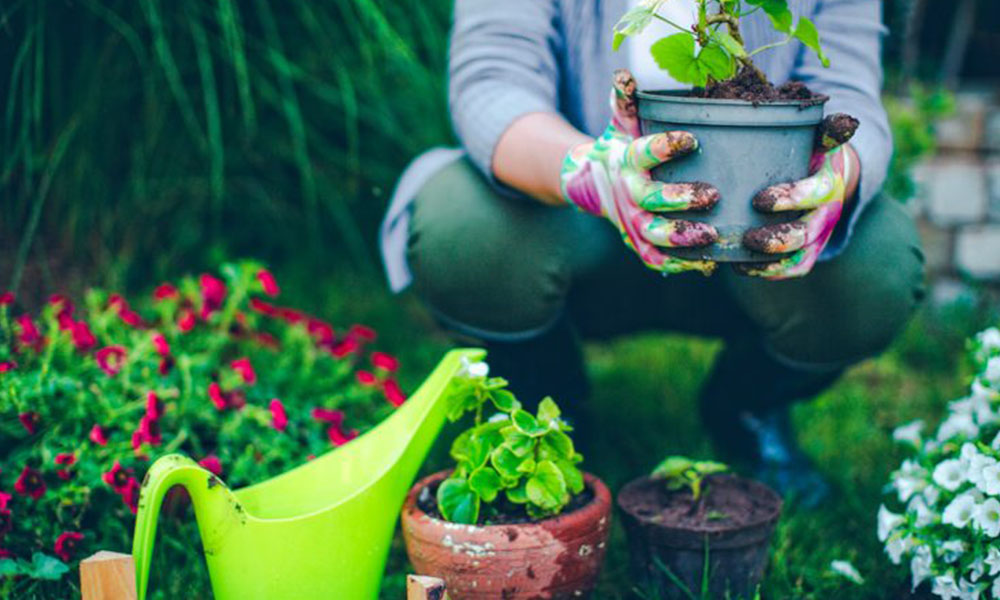 Bahçede Doğal Yaşam Alanı Oluşturma