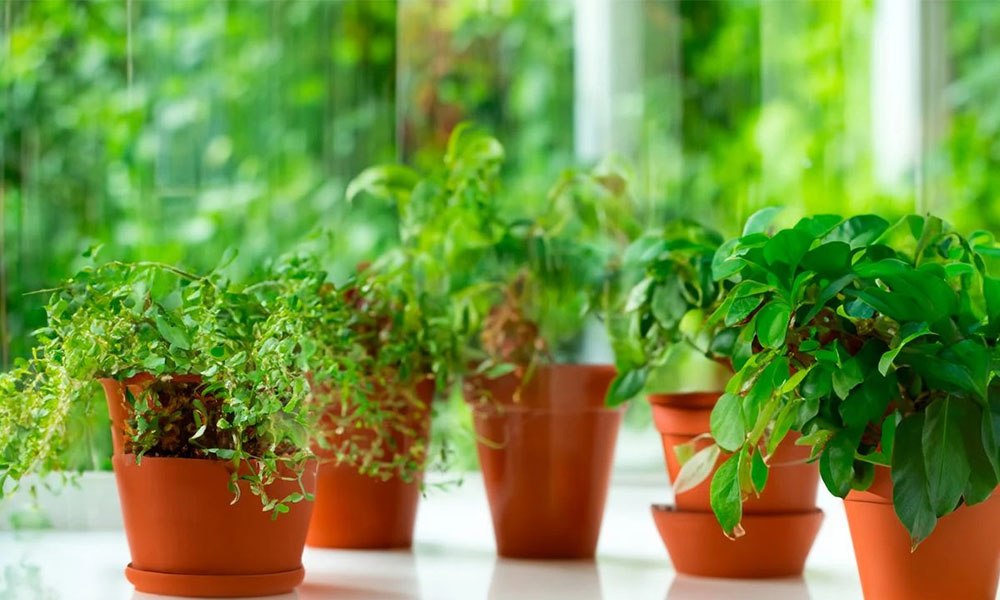 Saksı Bitkileri Bakımı